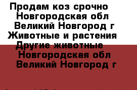 Продам коз срочно!! - Новгородская обл., Великий Новгород г. Животные и растения » Другие животные   . Новгородская обл.,Великий Новгород г.